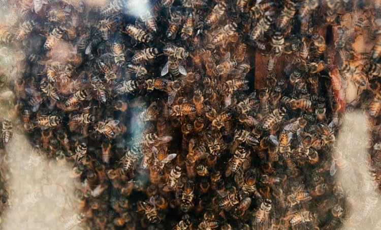    Дальневосточную пчелу будут защищать в Приморье от завезенных пород