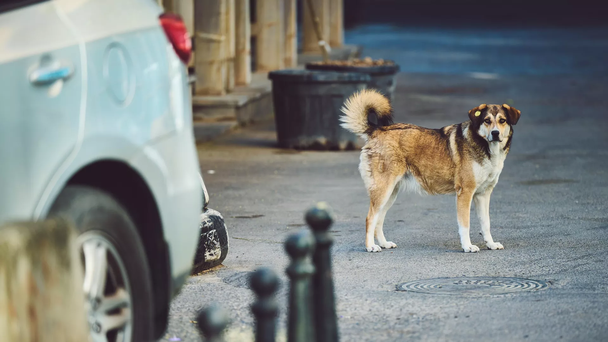 © photo: Sputnik / Stringer
