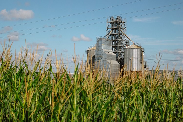    Впервые «Мираторг» посеет кукурузу с долей семян собственной селекции в 40 процентов