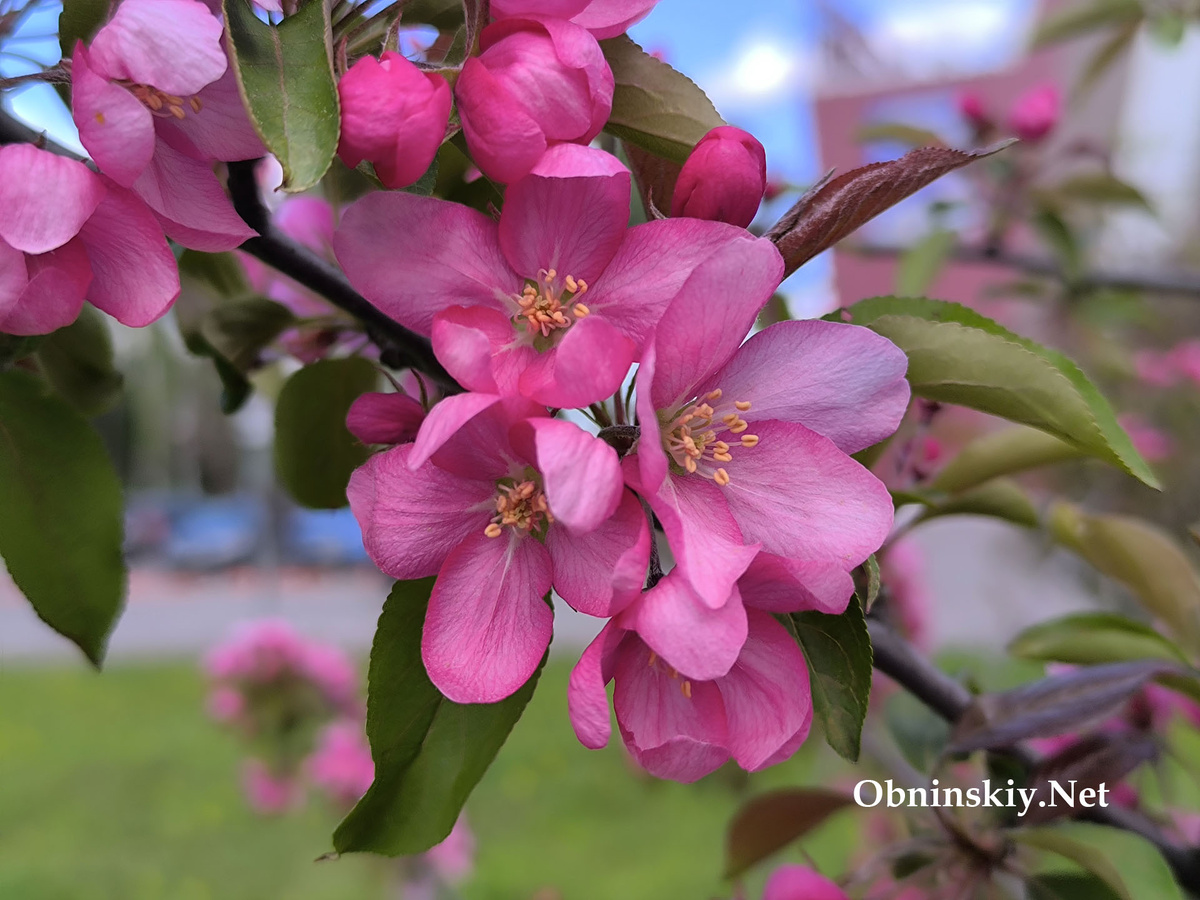 Яблоня цветёт в Обнинске