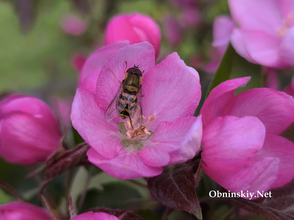 Журчалка в цветке яблони