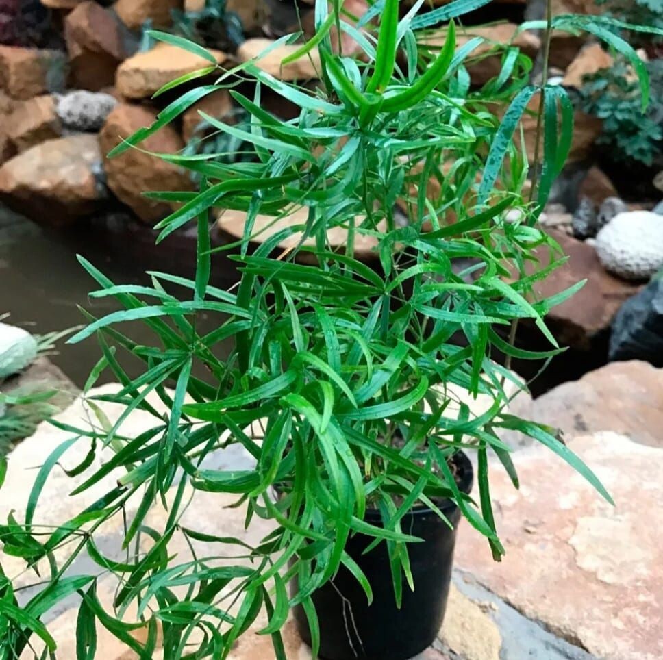Аспарагус Серповидный