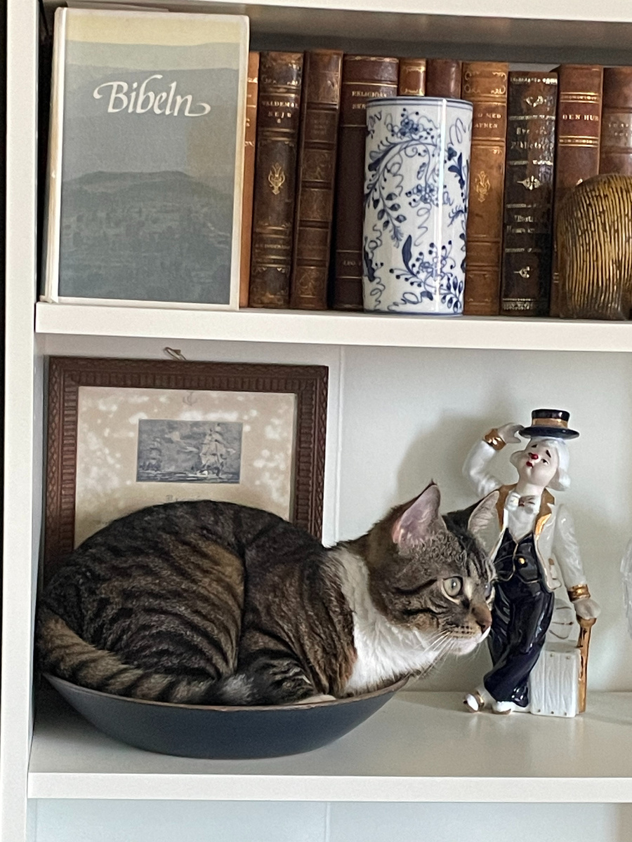 Фрей Спит в тарелке. Среди книг. В безопасности И дома.