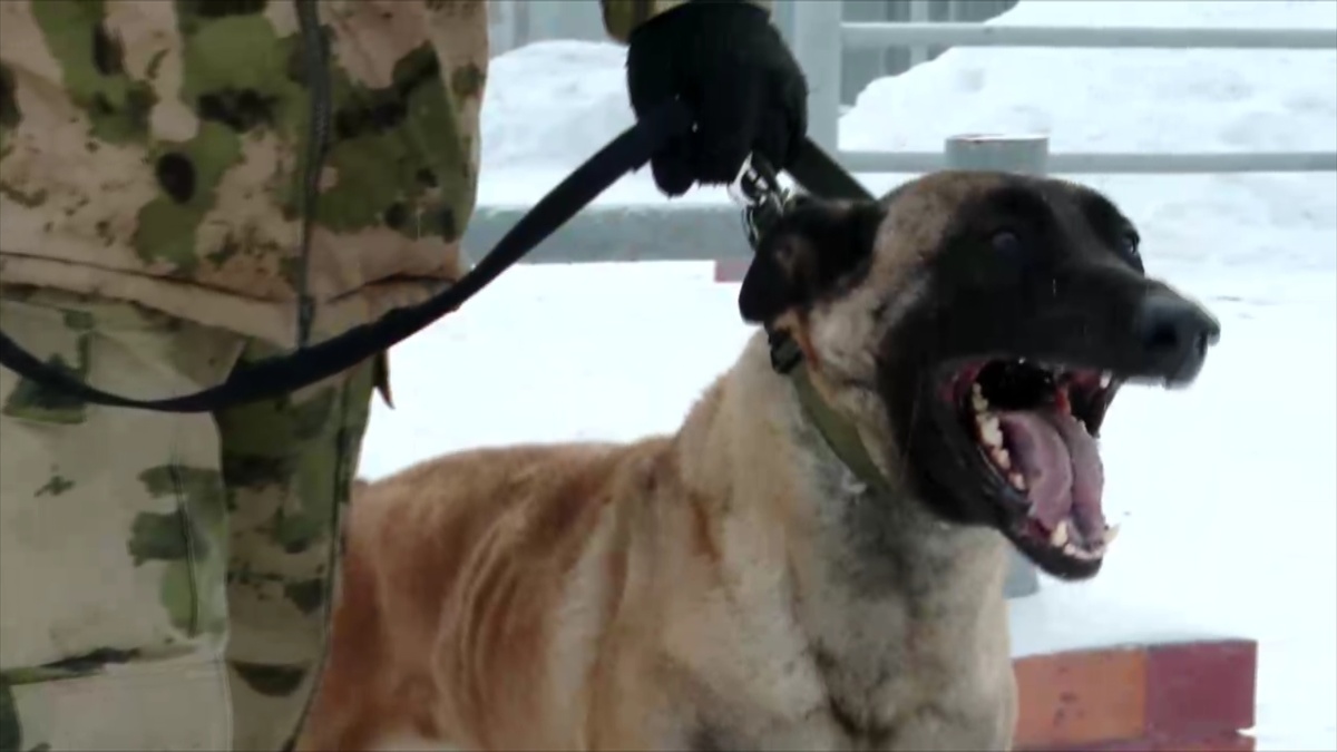 служебная собака во время тренировки