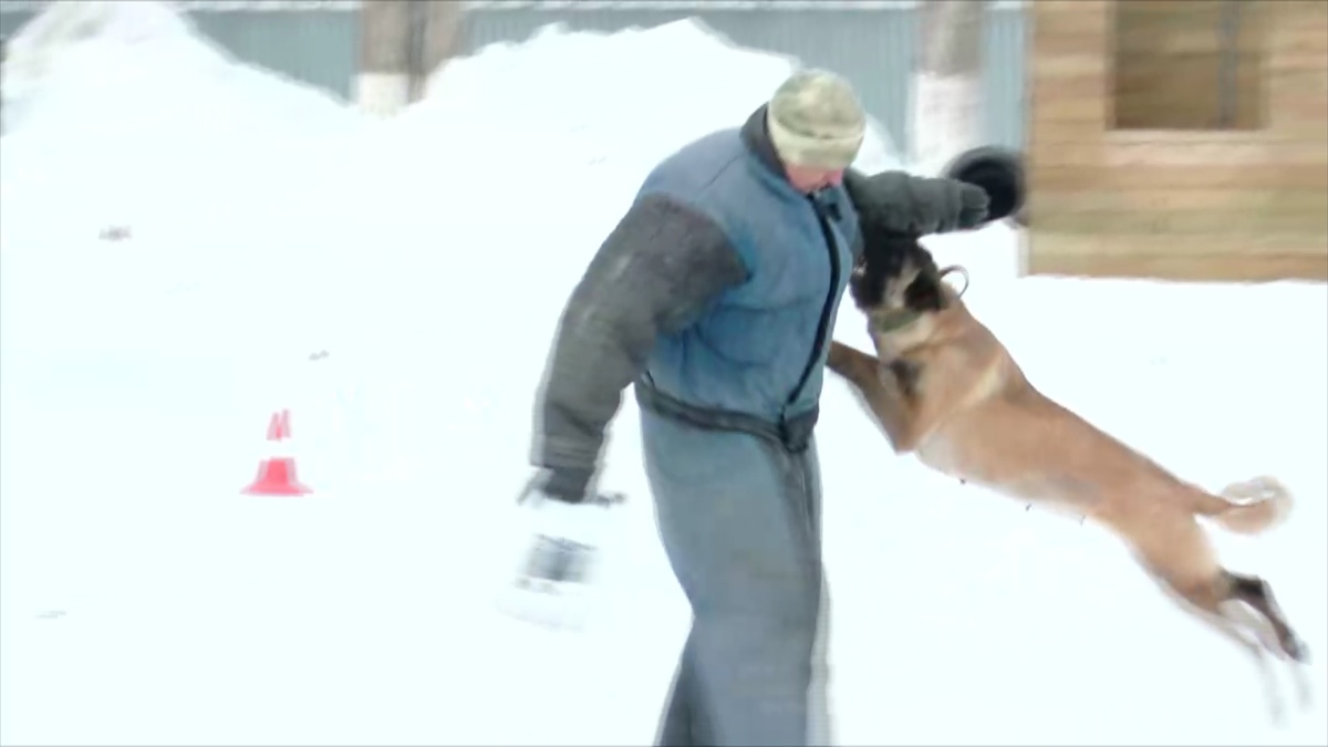 тренировка служебных собак