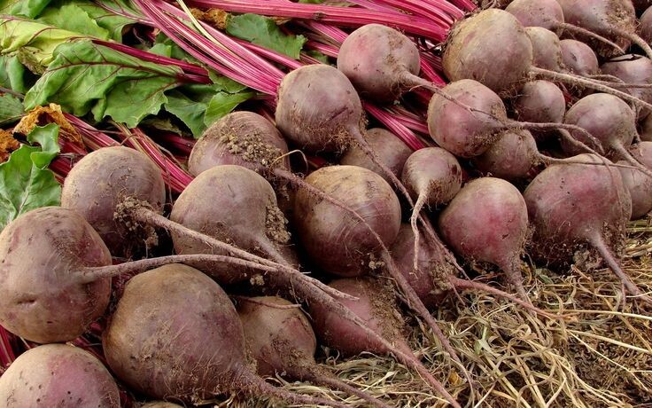 Большая и сладкая 