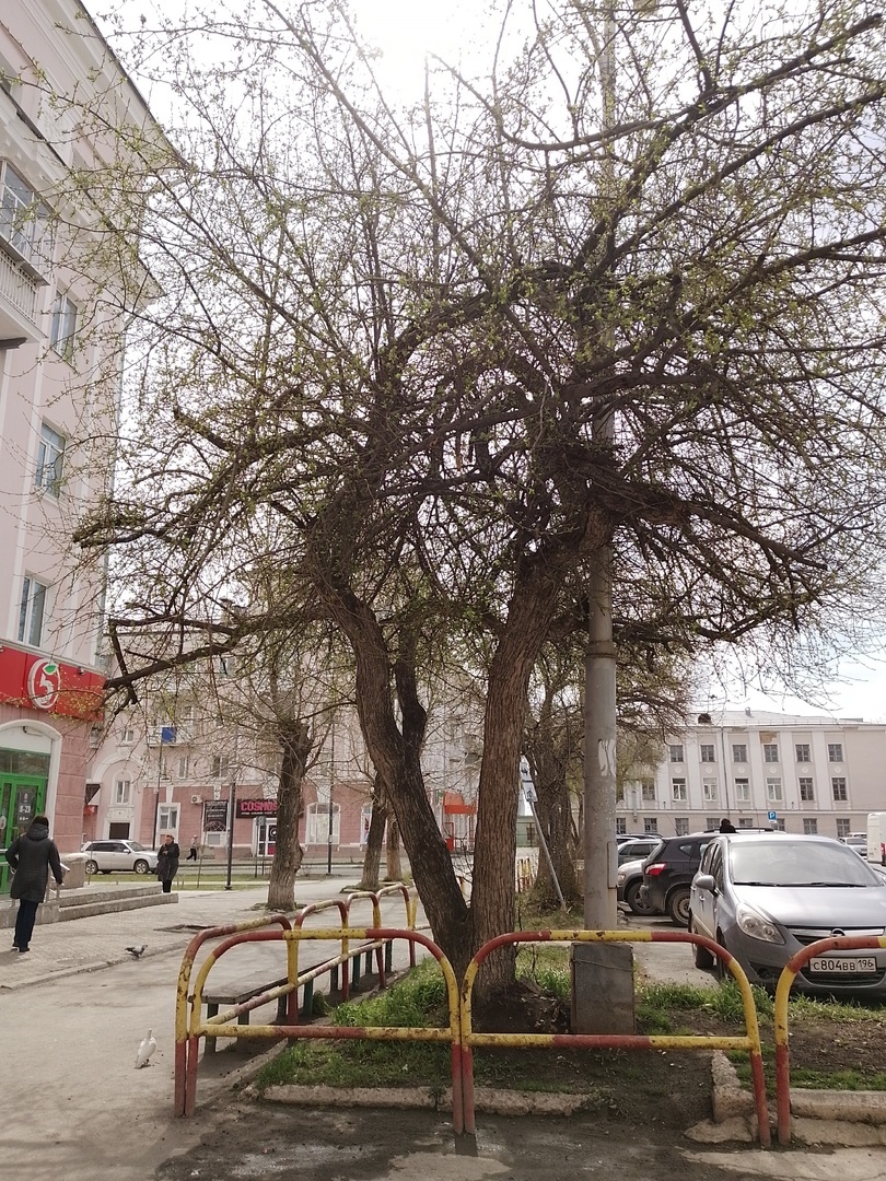 Здесь дерево, как в зеленой дымке