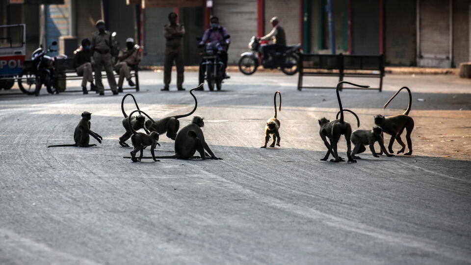 Фото: © DIVYAKANT SOLANKI/EPA/TASS