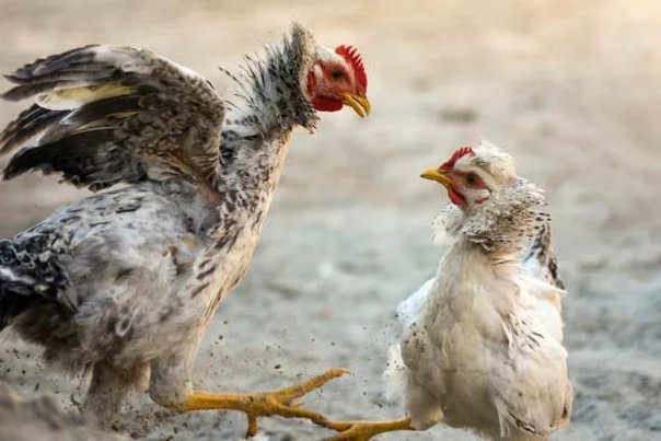 Не женская драка, а выяснение рангов!