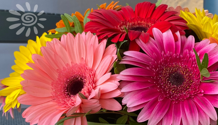 Эта яркая "ромашка" — цветок, который невозможно не заметить. Крупные, сочные соцветия сразу притягивают взгляд. Они напоминают миниатюрное солнце или праздничный фейерверк на ножке. Их дарят на праздники, включают в свадебные композиции, даже собирают в букеты для мужчин. В этой статье разберёмся, что символизируют яркие соцветия, как их дарят, кому они особенно подойдут. 
 