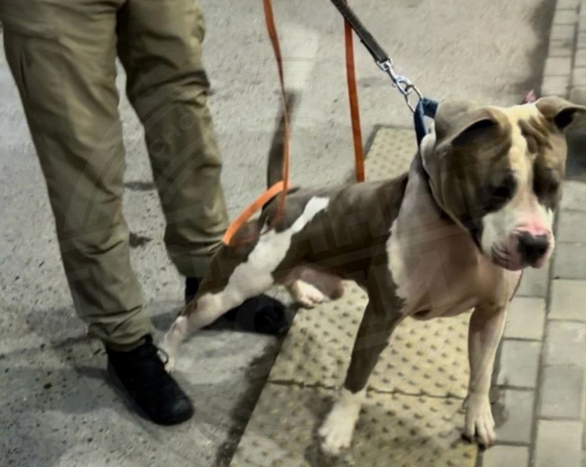 Фото: Telegram/ТИПИЧНЫЙ СОЧИ  📷
