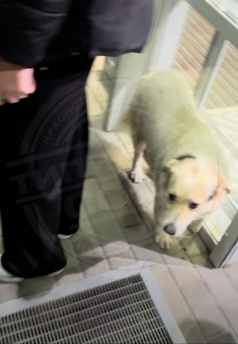 Фото: Telegram/ТИПИЧНЫЙ СОЧИ  📷
