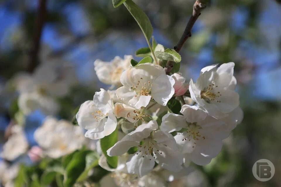    Фото: Дмитрий Рогулин / "Городские вести"
