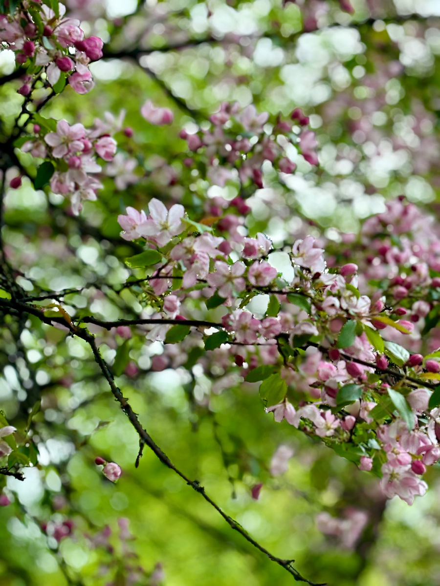 Снимок сделан на аллее в Екатерининском парке