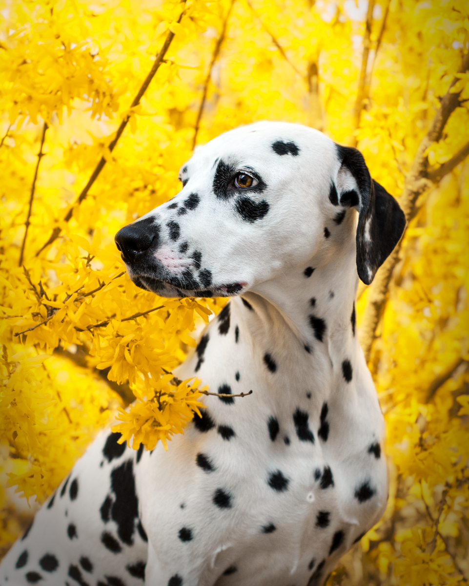 Собачка как цветочек