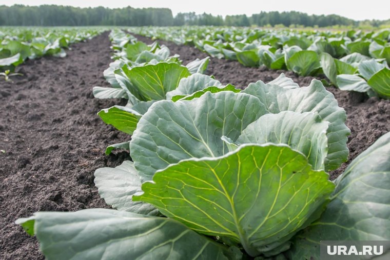  Как сажать капусту по лунному календарю в 2025 году  📷
