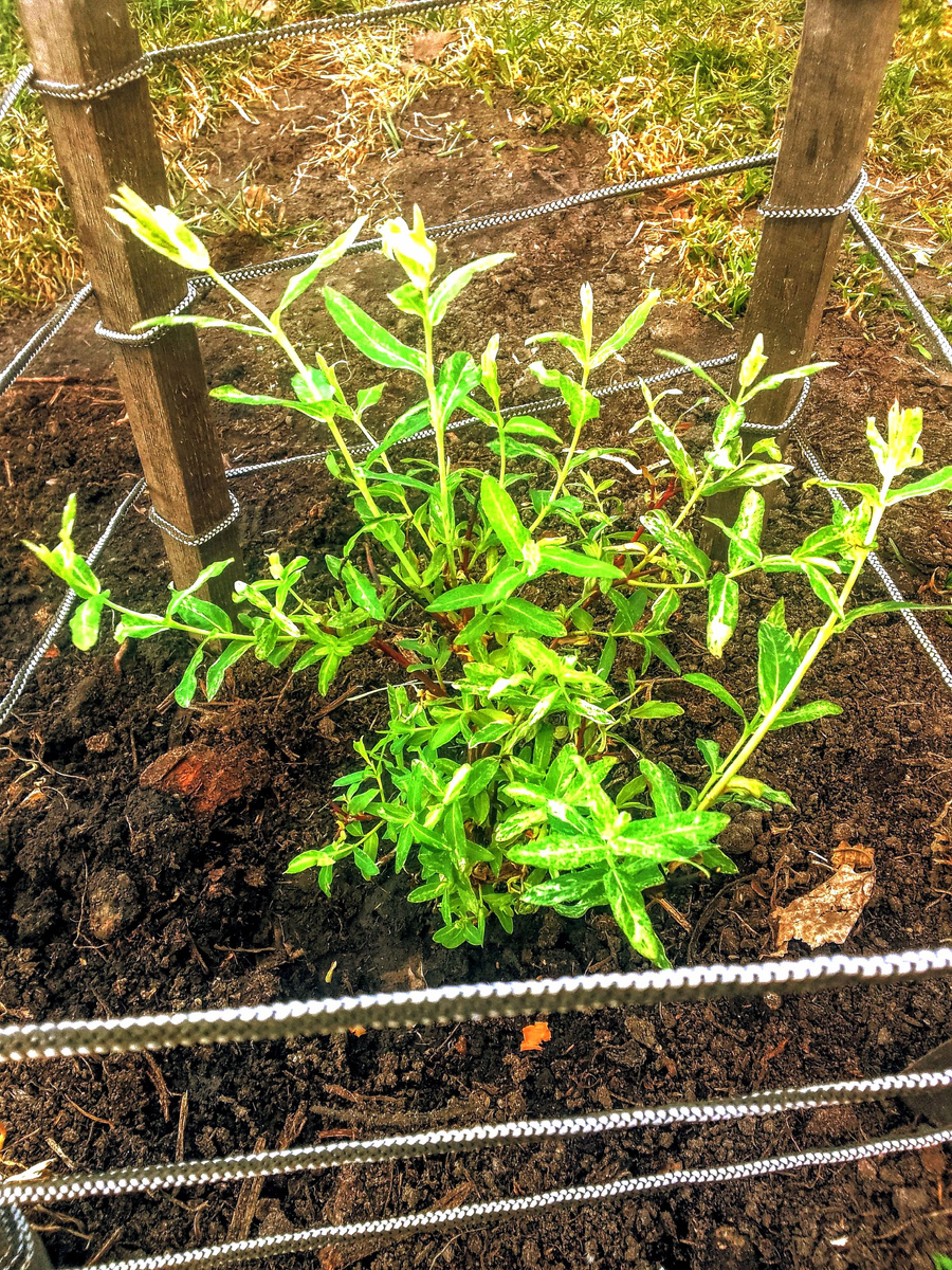 Японская ива