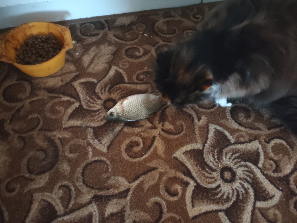 Муха радостно начала с хвоста