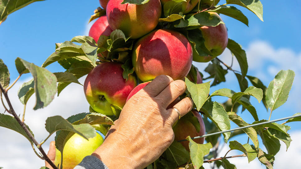 Фото: Олег Харсеев / Коммерсантъ