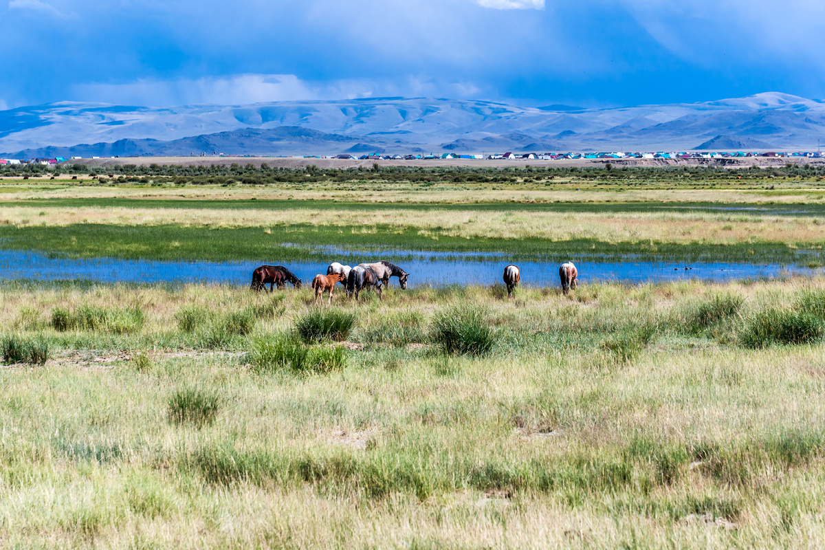 Чуйская степь