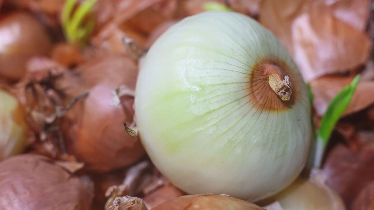    Фото: Андрей Ткачев/«Ямал-Медиа»