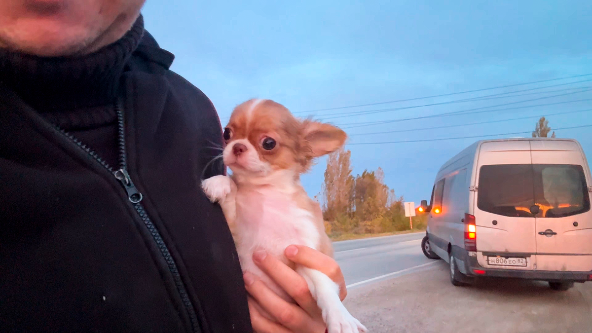Я (Георгий) забрал новоприбывшую чихуахуа у курьера