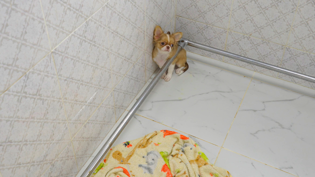 Чихуахуа забилась в угол вольера