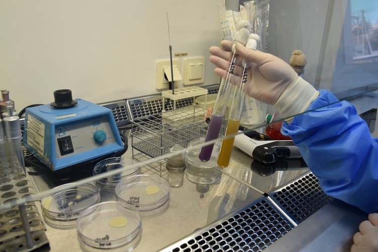    В 6 раз приморские эксперты выявляют установлен вирус коричневой морщинистости плодов томата в китайских перцах