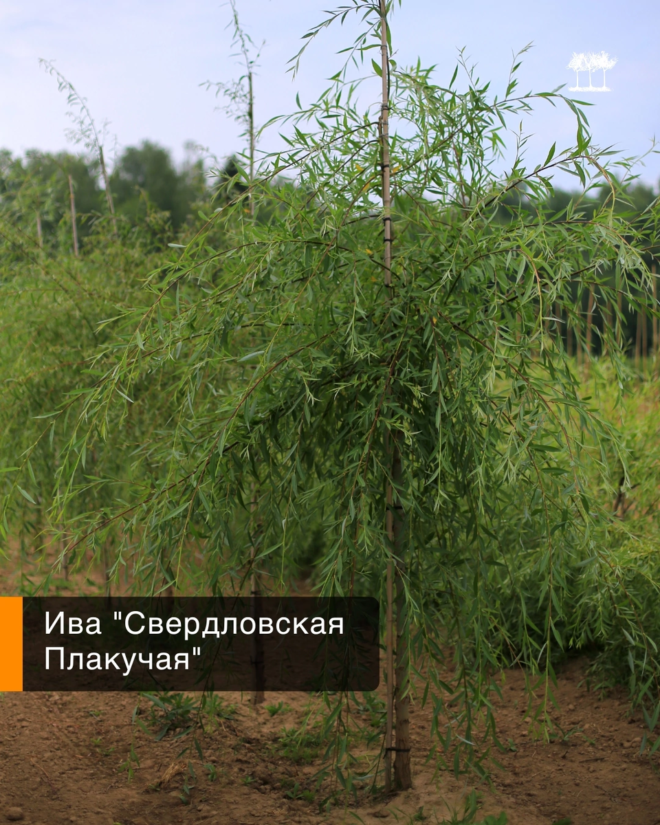 Ива Свердловская Плакучая