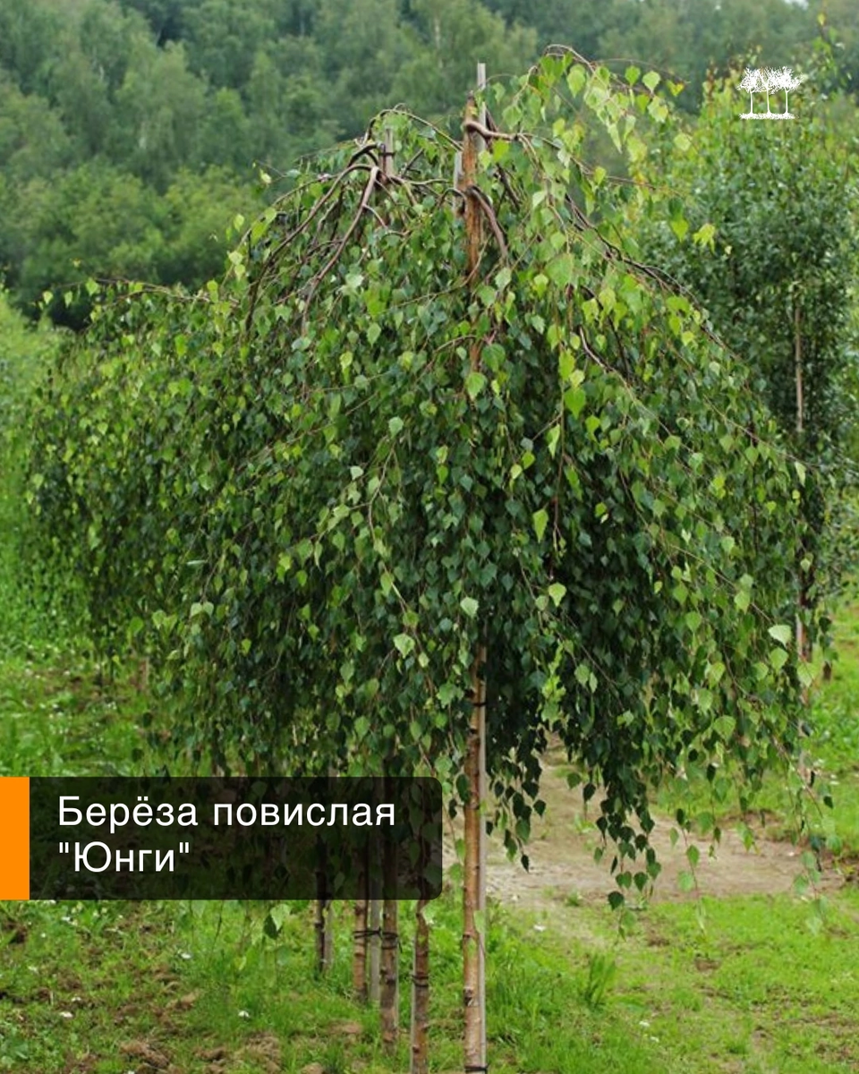 Береза повислая Юнги