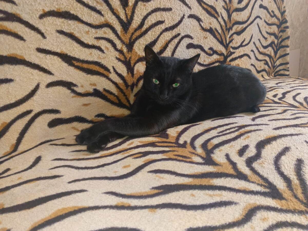 Чем не пантера