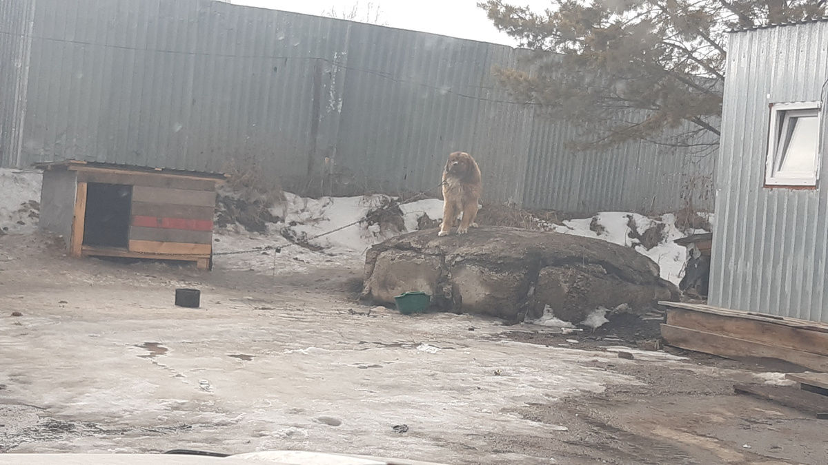 Просто алабай на камне.