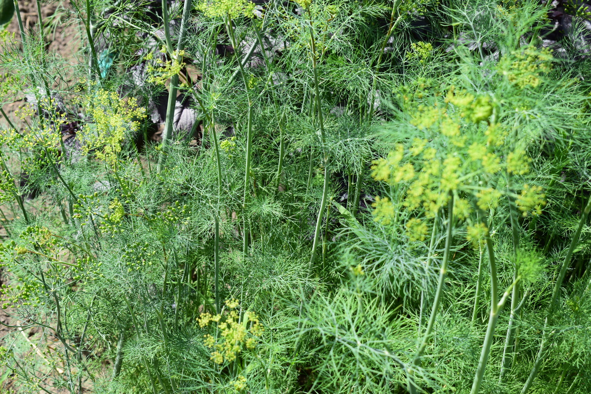 мой укроп летом(фото автора)