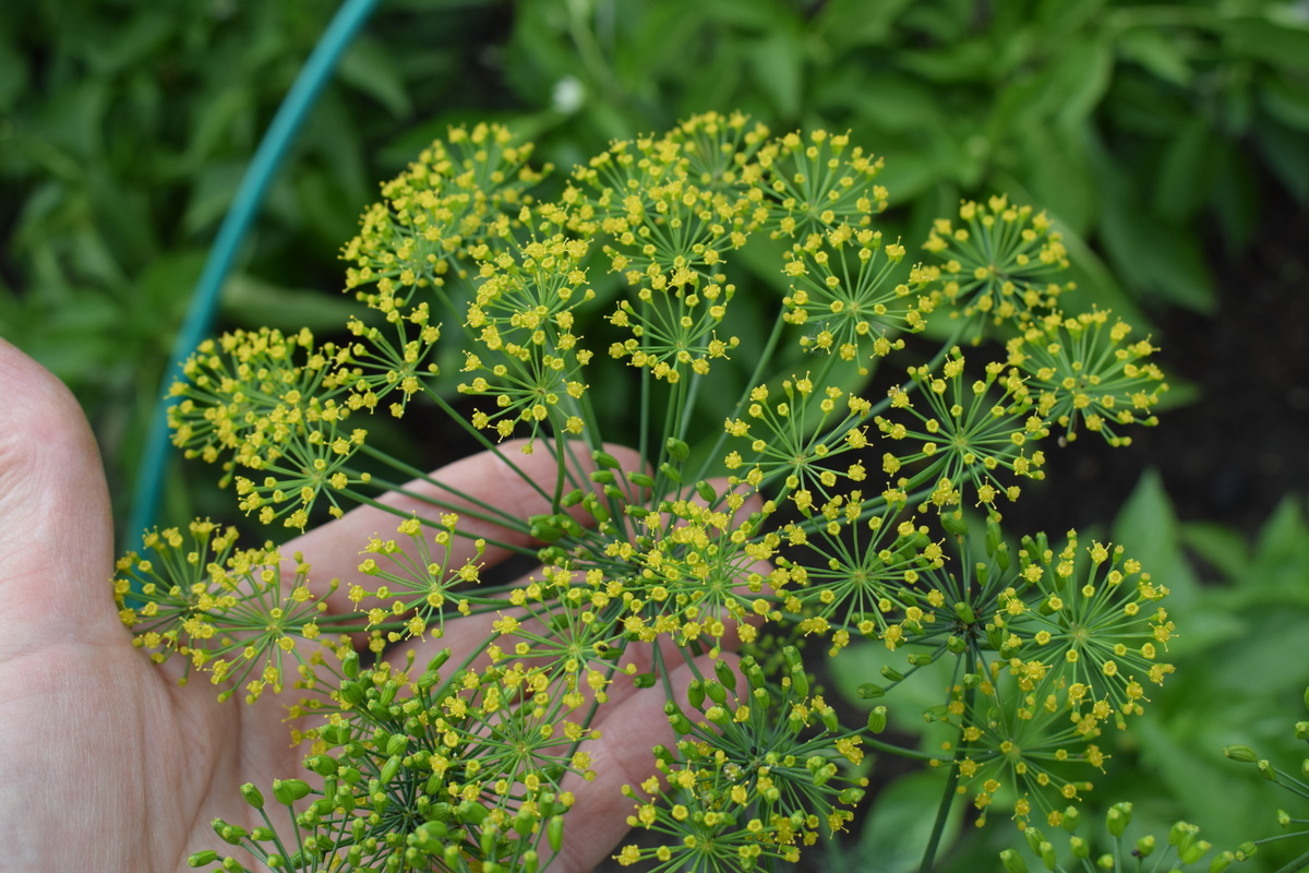 зонтик укропа(фото автора)