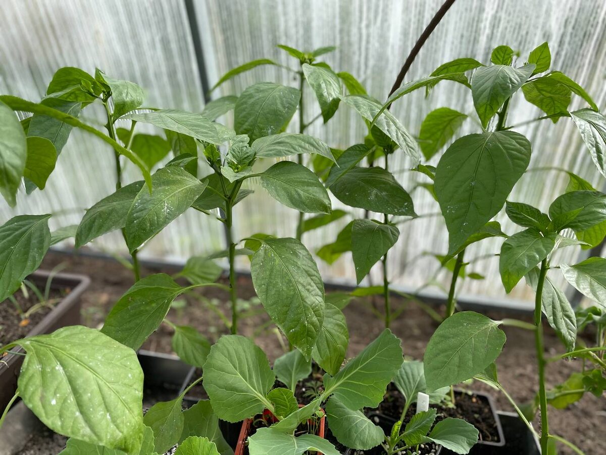 Перцы растут больше недели в теплице. Немного притормозили в росте. 30.04.25. Фото автора