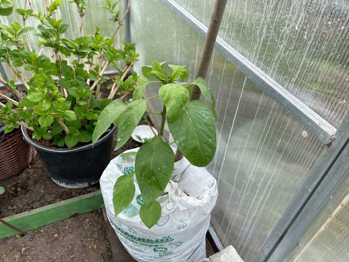 Посадила перец на ранний урожай в мешок. 30.04.25. Фото автора