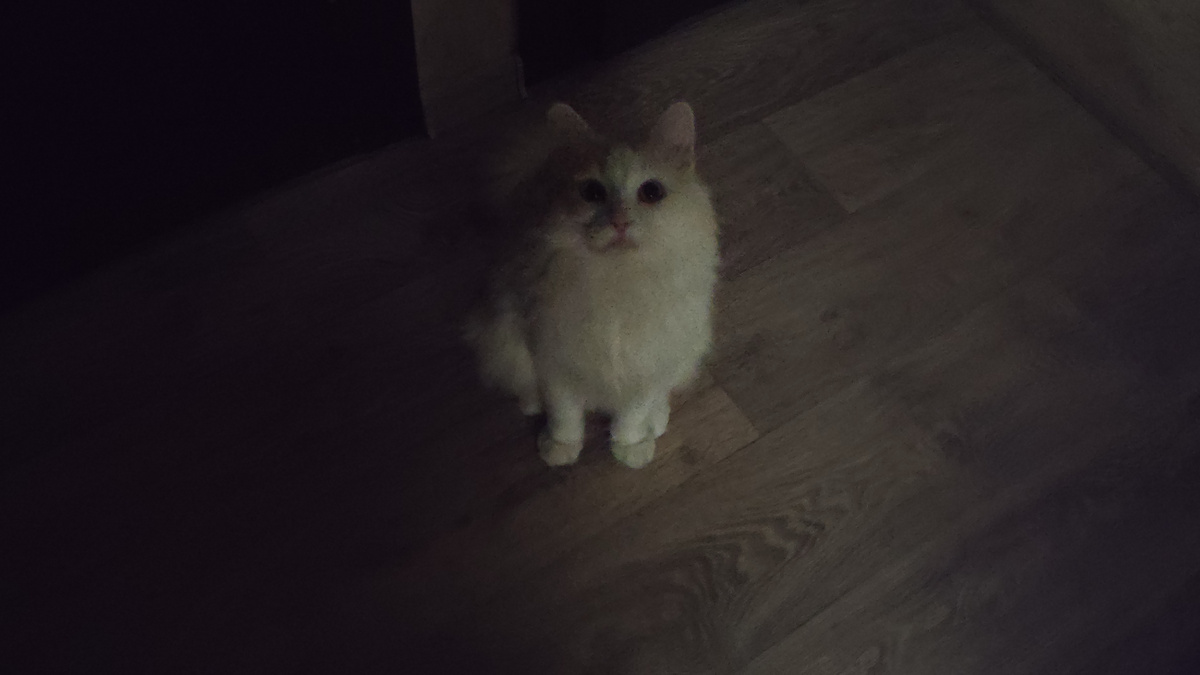 Спи спокойно, дорогой хозяин! У меня все под контролем!