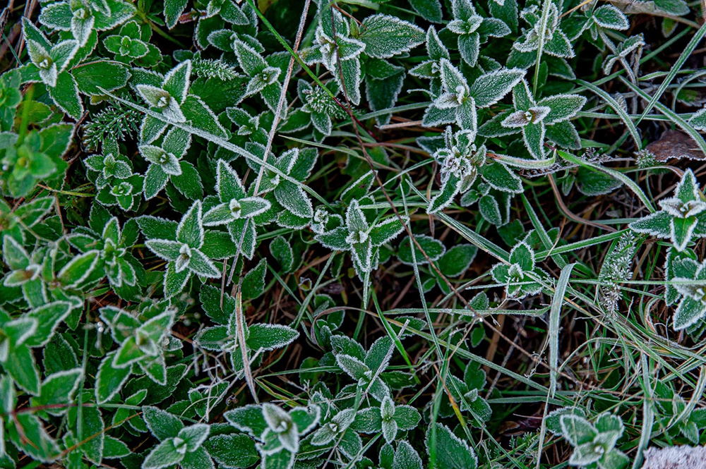Ой, мороз-мороз! Май месяц в Тверской области начнется с минуса