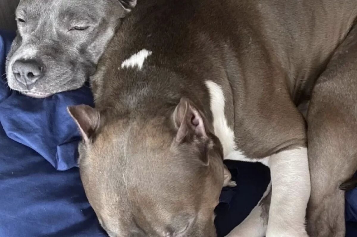    Двух собак в мешках нашли на свалке под Новосибирском