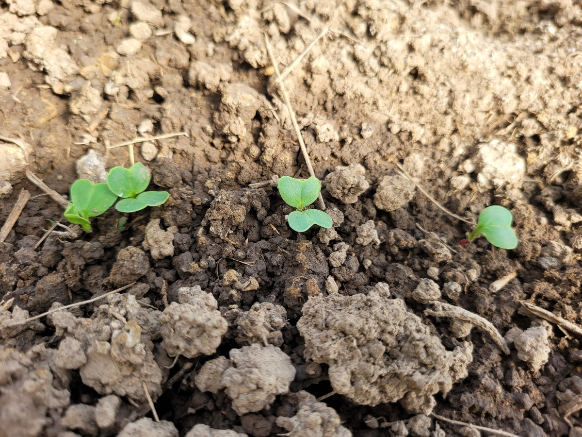 Всходы редиса