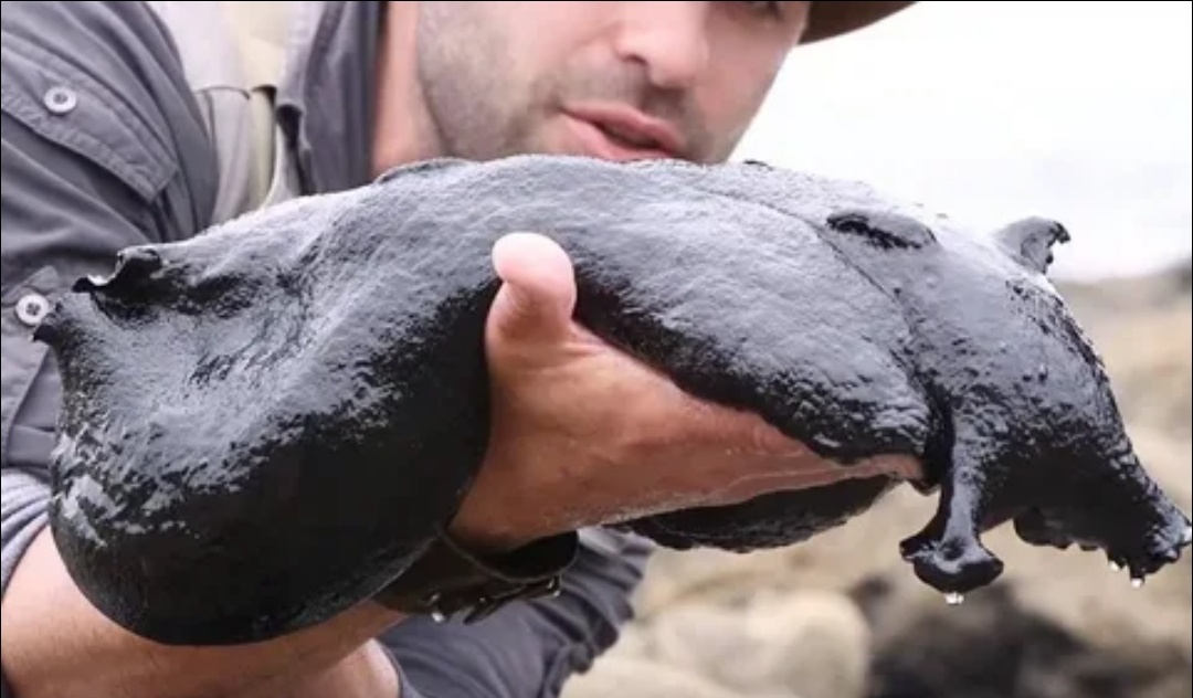 Что ты такое?