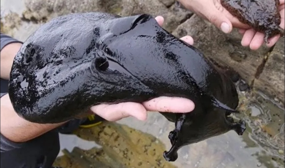 Давай так, ты мне подписку, а я тебе калифорнийского чёрного морского зайчика.