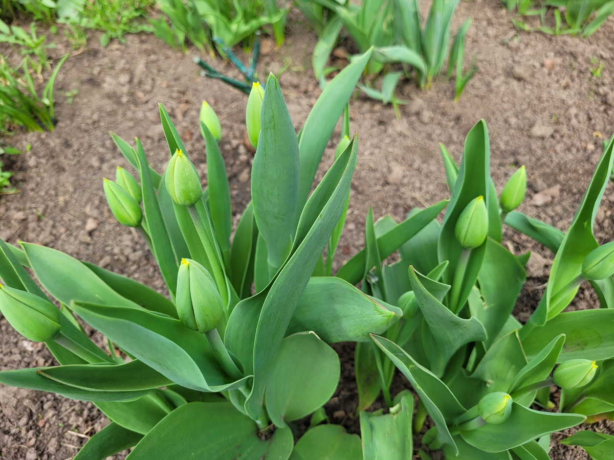 Много бутонов