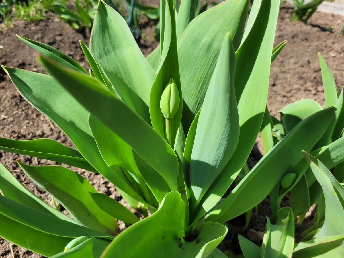 Первый бутон