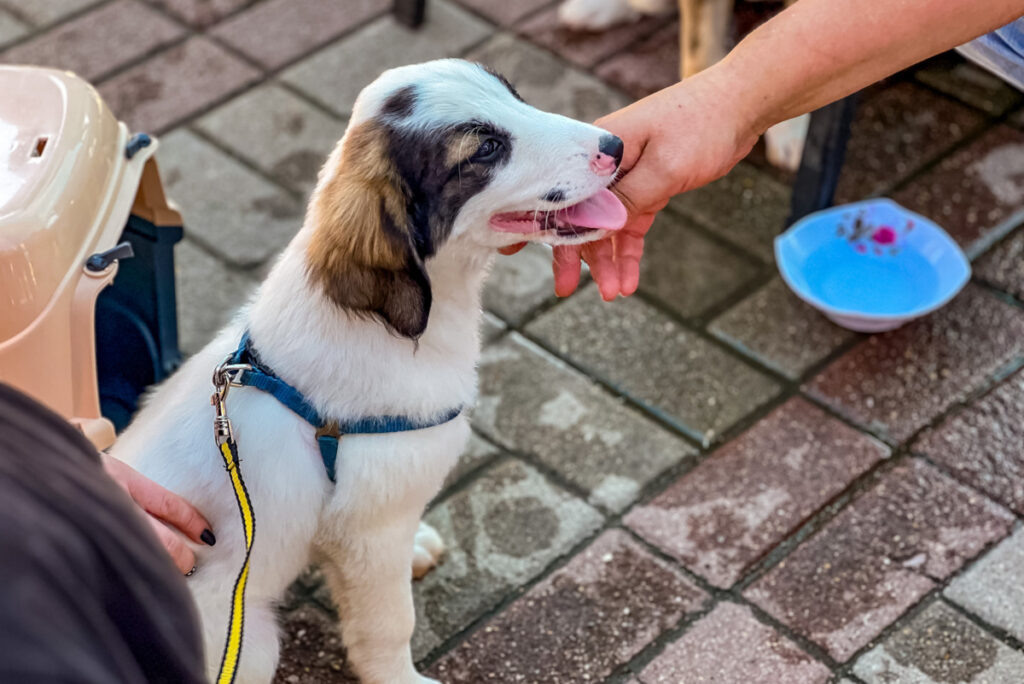    Фото: Марина Тесла