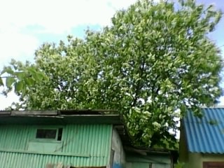 Старый сарай