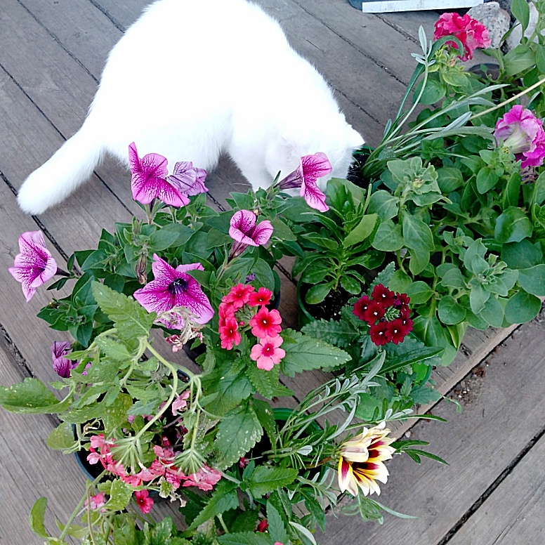 Ума проверяет, все ли тут в порядке?