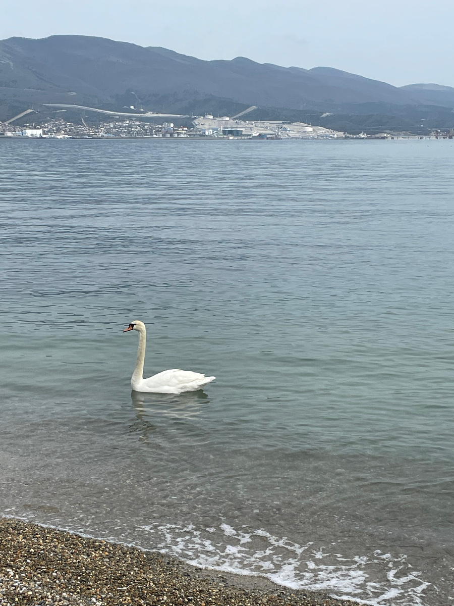 Последний лебедь на зимовке в Новороссийске 