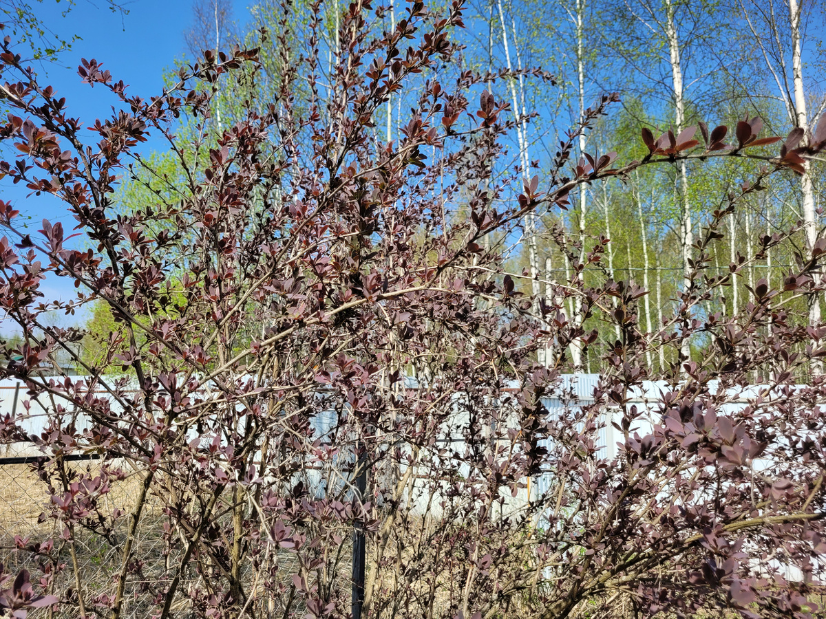 Барбарис ранней весной