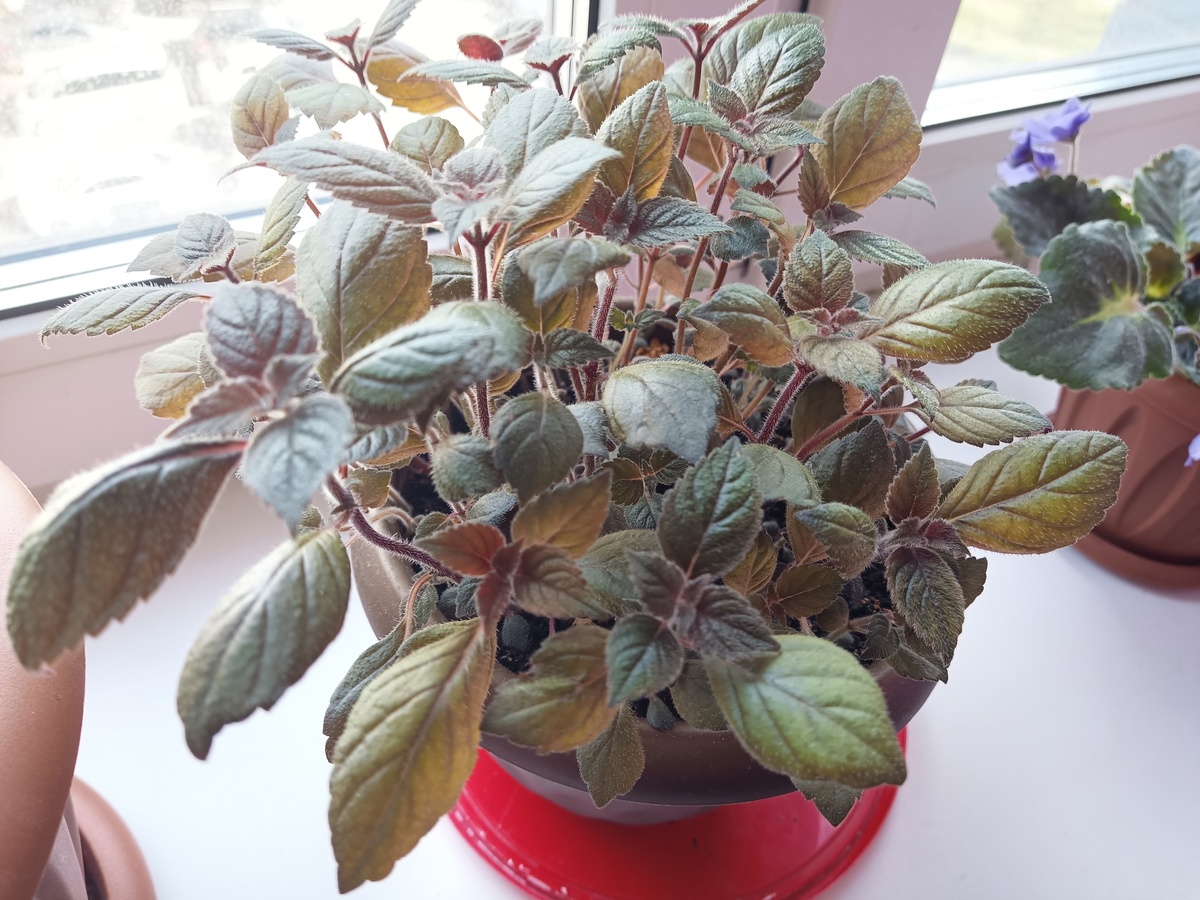 Не знаю, как именно называется. Цветет сиреневыми колокольчиками.